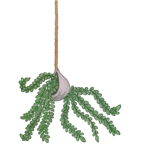 artwork drawn and colored by the site owner; this one is a spider plant.
